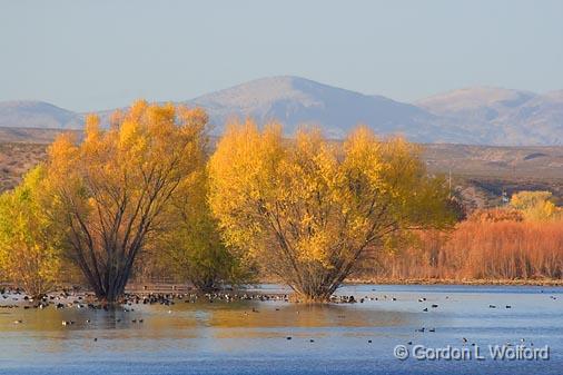 Bosque del Apache_72704.jpg - Photographed in the Bosque del Apache National Wildlife Refuge near San Antonio, New Mexico USA. 